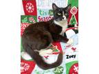 Adopt ZOEY a American Shorthair
