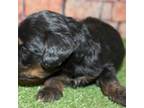 Cock-A-Poo Puppy for sale in Williams, OR, USA