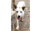 Adopt Piper a Smooth Fox Terrier, Labrador Retriever