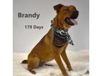 Adopt Brandy a Shepherd