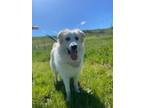 Adopt Dinky a Great Pyrenees, Mixed Breed