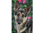 Adopt Jenna von Jork" a German Shepherd Dog