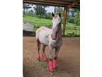 Adopt Poppy a Appaloosa