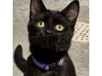 Adopt Claween Wolf a Domestic Short Hair