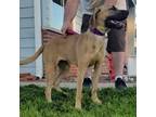 Adopt Princess a Mastiff, Bloodhound