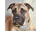 Adopt Nala a Mastiff, Mixed Breed