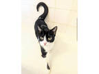 Adopt Violet a Domestic Short Hair