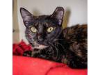 Adopt Thelma a Domestic Short Hair