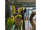 Adopt Eggnog a Parakeet (Other)