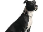 Adopt zzLady~Courtesy Post a Pit Bull Terrier