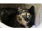 Adopt Jewel a Domestic Short Hair