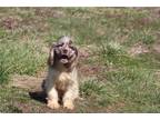 Cocker Spaniel Puppy for sale in Springfield, MO, USA