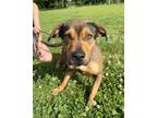 Adopt Paprika a Rottweiler, Mixed Breed