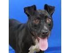 Adopt Stella Rose 121301R a Boston Terrier
