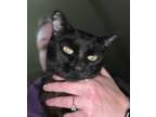 Adopt Jade a Domestic Short Hair