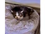 Adopt K70- Macie **** Working Cat**** a Domestic Medium Hair