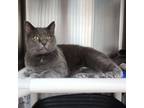 Adopt Gretta a Chartreux