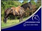Friesian Sport horse Black Gelding 16HH Dressage/Ranch/Athletic/English/Western