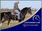 Registered Black Roan Tennessee Walking Horse Gaited Trail Gelding - Available