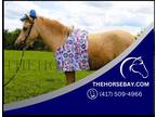 Kid Safe, Family Friendly Palomino Shetland Pony Gelding - Available on