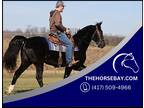 Black Tennessee Walking Gaited Trail Gelding - Available on [url removed]