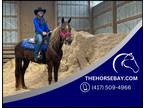 Registered Missouri Foxtrotter Trail Mare - Available on [url removed]