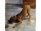 Adopt Loki a Boxer, Doberman Pinscher