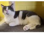 Adopt Jamie Lee Purrtis a Domestic Short Hair