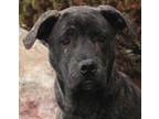 Adopt Basia a Labrador Retriever, Mastiff