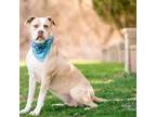 Adopt HoneyBee a Boxer, Pit Bull Terrier