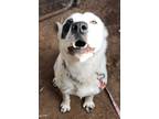 Adopt Dora a Border Collie, Bernese Mountain Dog