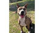 Adopt Punkie a American Staffordshire Terrier