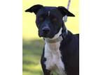 Adopt Ophelia a American Staffordshire Terrier, Mixed Breed