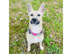 Adopt Lucille a Mixed Breed