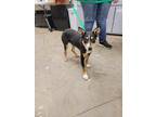 Adopt Gypsy a Australian Kelpie