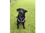 Adopt Amelia a Black Labrador Retriever, Australian Cattle Dog / Blue Heeler