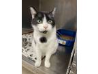 Adopt Oreo a Domestic Short Hair