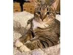 Adopt Spring a Domestic Short Hair