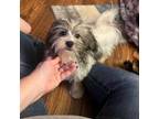 Havanese Puppy for sale in Columbus, OH, USA