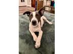 Adopt Cho a American Staffordshire Terrier, Husky