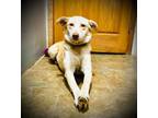 Adopt Betty a Carolina Dog, Yellow Labrador Retriever