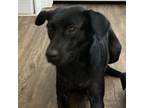 Adopt Pancake a Black Labrador Retriever