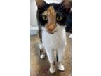 Adopt Angel a Domestic Short Hair