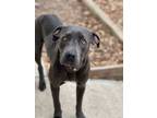 Adopt STORMY a Pit Bull Terrier