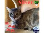 Adopt Silver *Bonded with Miracle, must be adopted together!