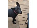 Adopt Dot a Australian Kelpie, Belgian Shepherd / Malinois