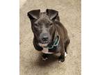 Adopt Peanut a American Staffordshire Terrier