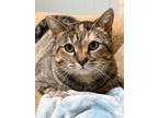 Adopt Miss Kitty a Torbie