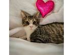 Adopt Carly a Domestic Short Hair, Tabby