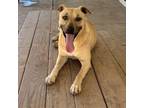 Adopt Emily a Terrier, Labrador Retriever